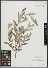 Foto von Salix alba L.